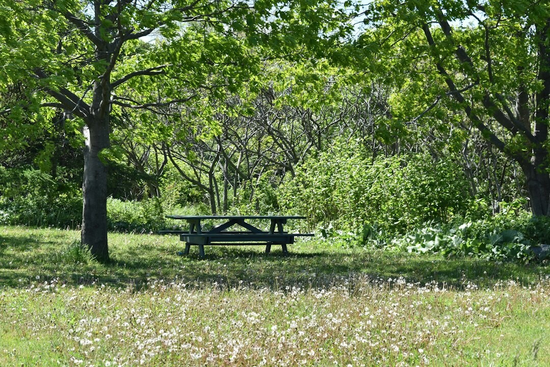 family picnic in park