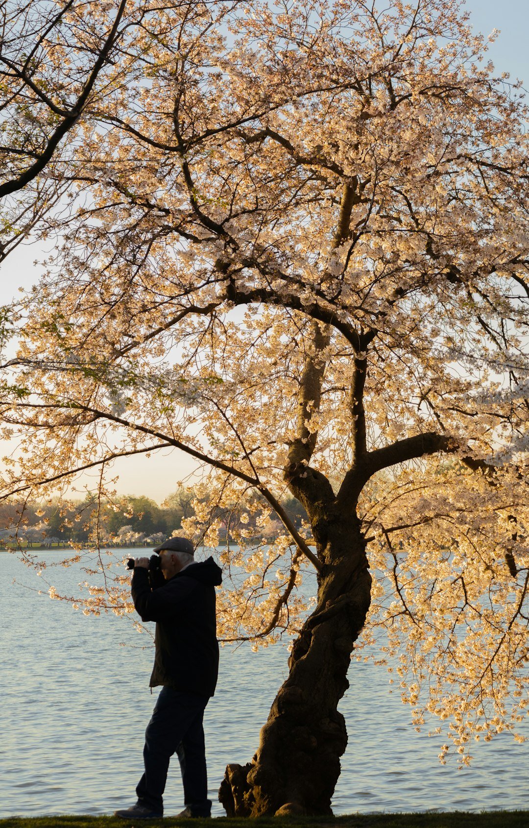 seniors viewing cherry blossoms