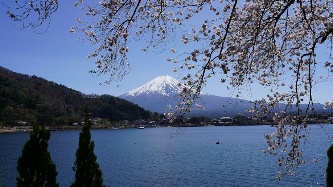 Mount Fuji framed by cherry blossoms over a lake